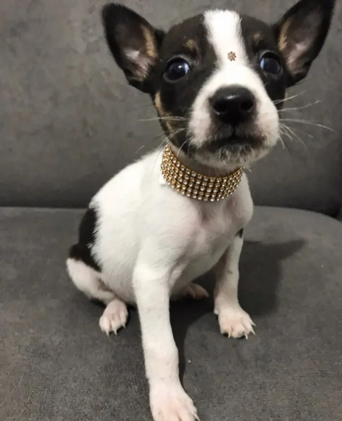 Cachorro ra a Sem raça definida  idade Abaixo de 2 meses nome MANU