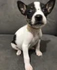 MANU