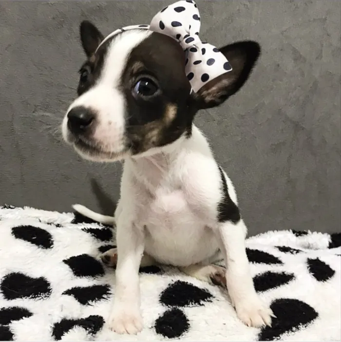 Cachorro ra a Sem raça definida  idade Abaixo de 2 meses nome MANU