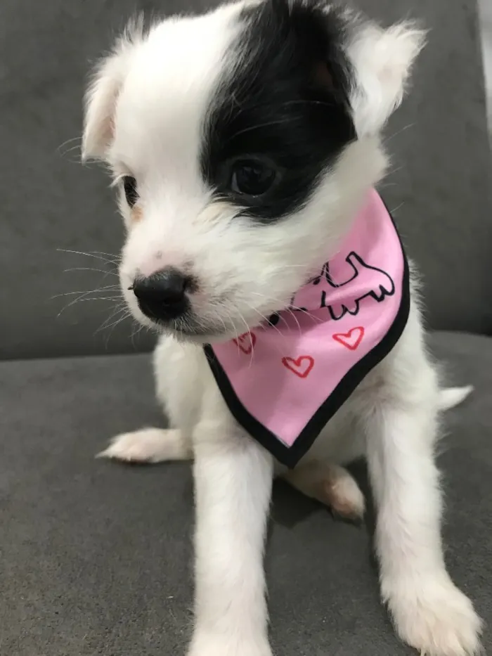 Cachorro ra a Sem raça definida  idade Abaixo de 2 meses nome MOLLY