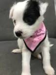 MOLLY