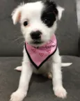 MOLLY