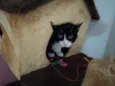 Joao