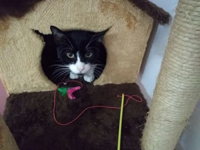 Gato ra a  idade 2 anos nome Joao