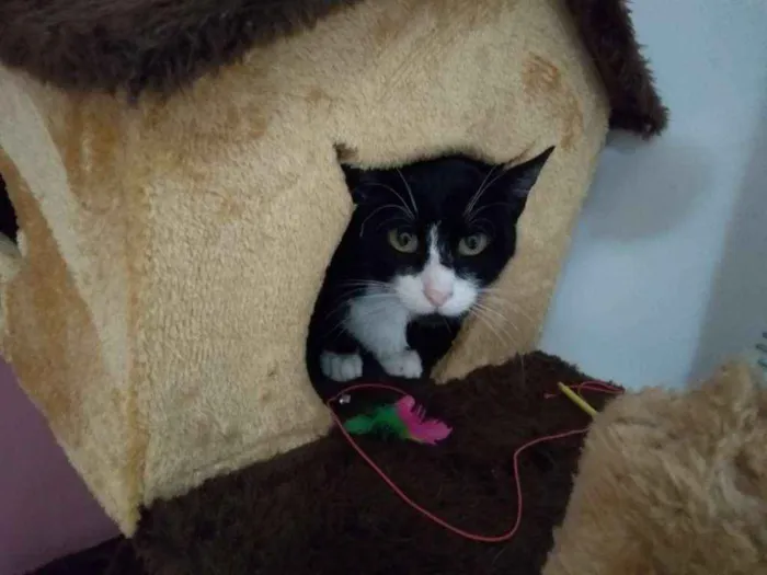 Gato ra a  idade 2 anos nome Joao