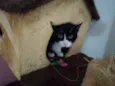 Joao