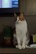 Mel