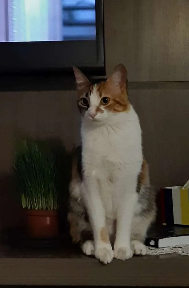 Gato ra a  idade 1 ano nome Mel