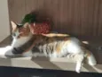 Mel