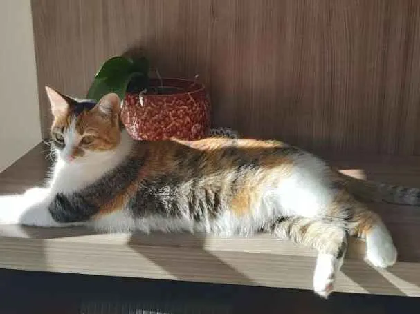Gato ra a  idade 1 ano nome Mel