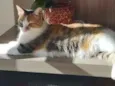 Mel