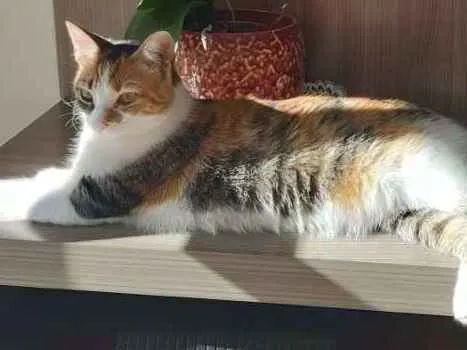 Gato ra a  idade 1 ano nome Mel