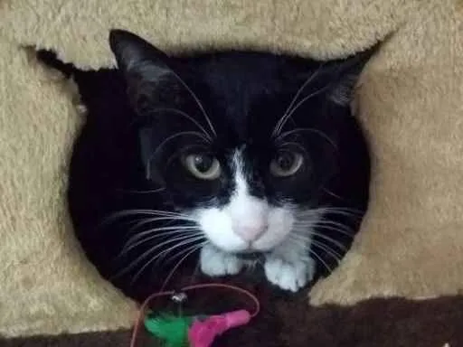 Gato ra a  idade 2 anos nome Joao
