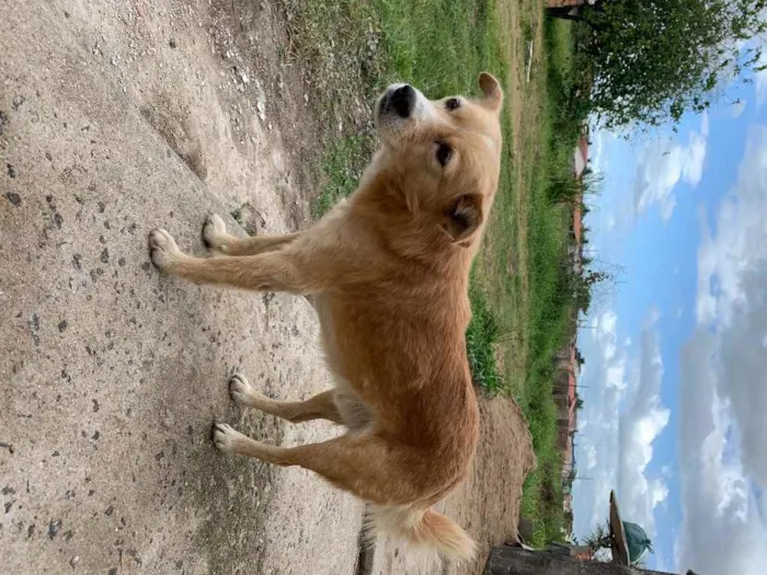 Cachorro ra a Indefinida  idade 5 anos nome Nick