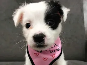 Cachorro raça Sem raça definida  idade Abaixo de 2 meses nome MOLLY