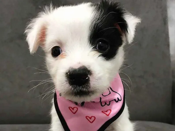 Cachorro ra a Sem raça definida  idade Abaixo de 2 meses nome MOLLY