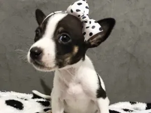 Cachorro raça Sem raça definida  idade Abaixo de 2 meses nome MANU