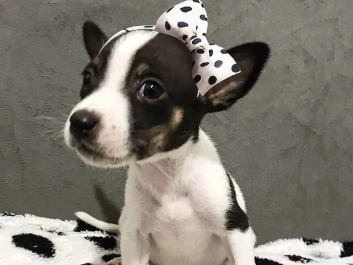 Cachorro ra a Sem raça definida  idade Abaixo de 2 meses nome MANU
