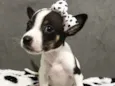 MANU