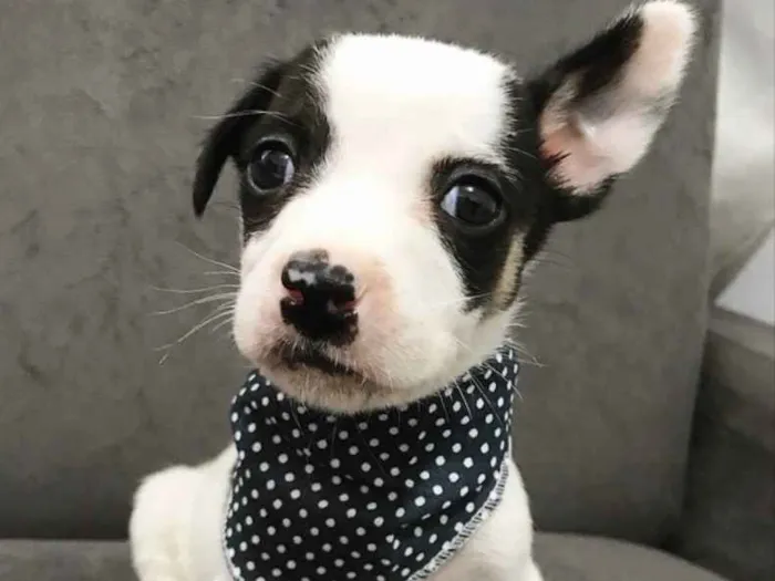 Cachorro ra a Sem raça definida idade Abaixo de 2 meses nome JUNIOR