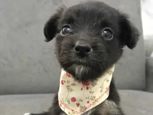 Cachorro raça Sem raça definida idade Abaixo de 2 meses nome TAMPINHA 