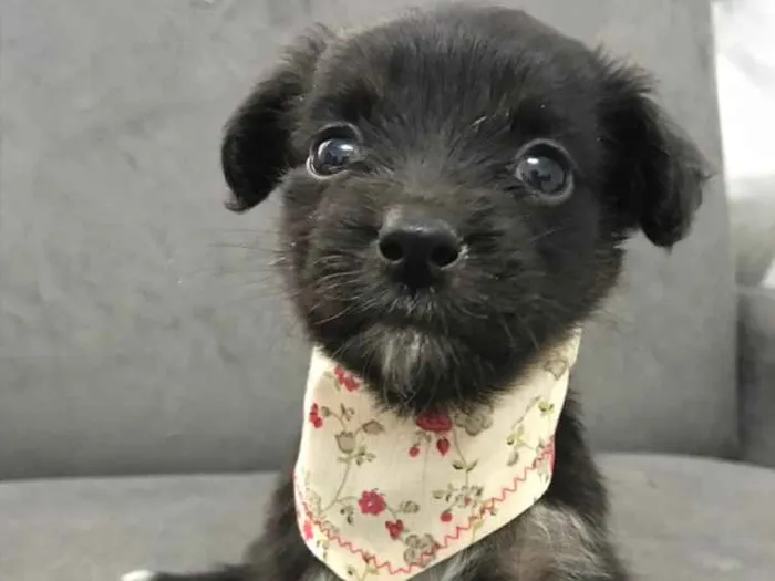 Cachorro ra a Sem raça definida idade Abaixo de 2 meses nome TAMPINHA 