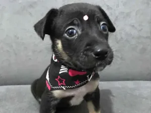 Cachorro raça Sem raça definida idade Abaixo de 2 meses nome LOLA
