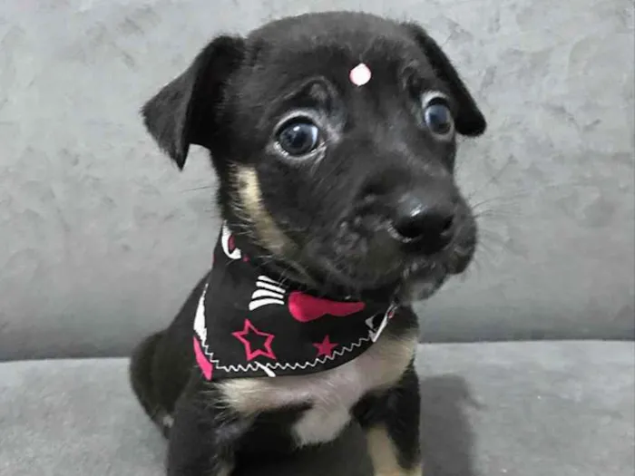 Cachorro ra a Sem raça definida idade Abaixo de 2 meses nome LOLA