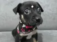 LOLA