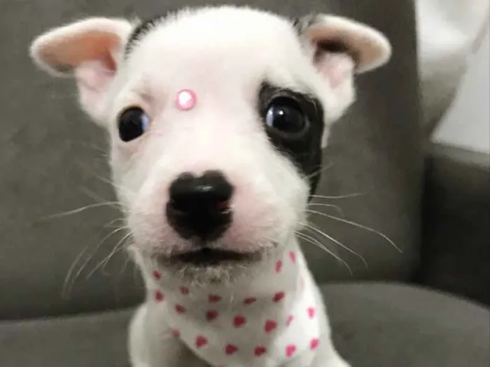 Cachorro ra a Sem raça definida  idade Abaixo de 2 meses nome LOVE