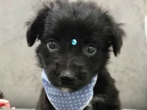 Cachorro raça Sem Raça Definida  idade Abaixo de 2 meses nome BABU