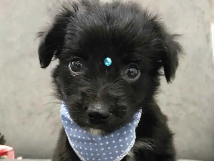 Cachorro ra a Sem Raça Definida  idade Abaixo de 2 meses nome BABU
