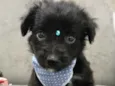 BABU
