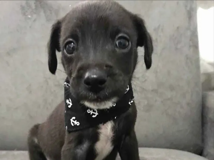 Cachorro ra a Sem raça definida idade Abaixo de 2 meses nome ELVIS
