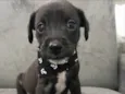ELVIS
