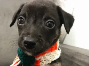 Cachorro raça Sem Raça Definida idade Abaixo de 2 meses nome ZECA