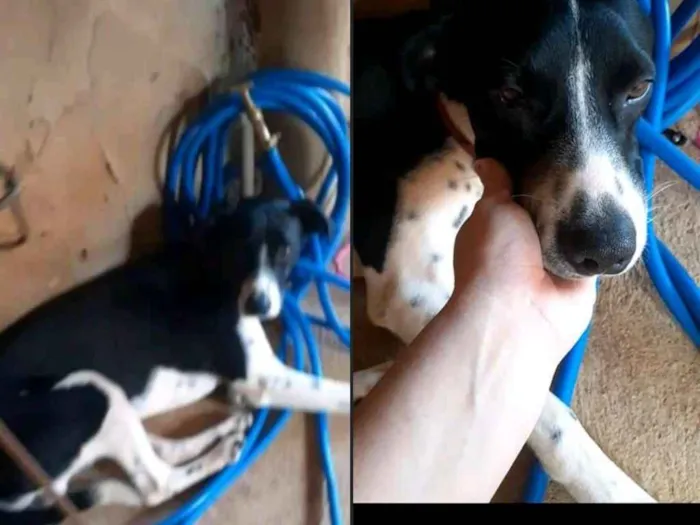 Cachorro ra a Vira Lata idade 1 ano nome Apolo