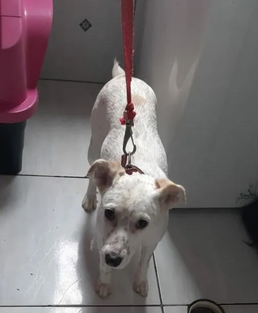 Cachorro ra a Vira-lata idade 7 a 11 meses nome Mel