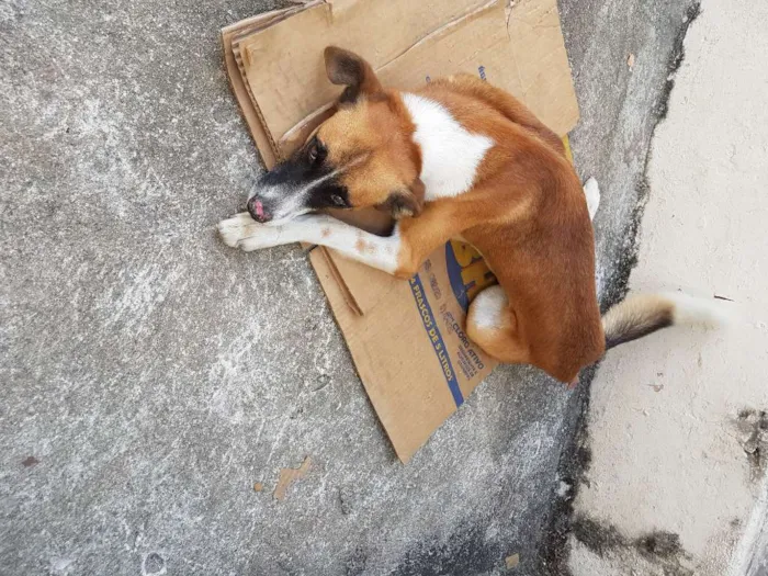 Cachorro ra a Vira lata idade 4 anos nome Marronzinho