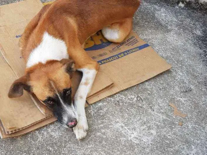 Cachorro ra a Vira lata idade 4 anos nome Marronzinho