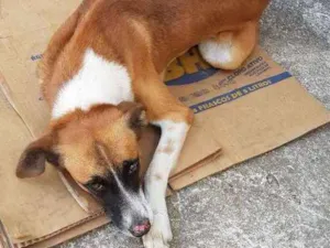 Cachorro raça Vira lata idade 4 anos nome Marronzinho