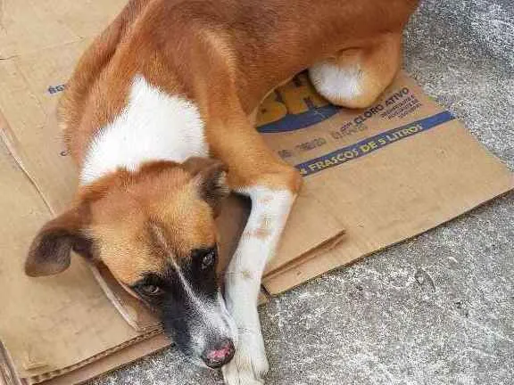 Cachorro ra a Vira lata idade 4 anos nome Marronzinho