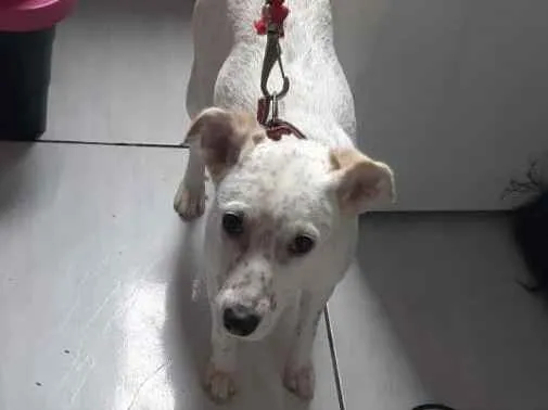 Cachorro ra a Vira-lata idade 7 a 11 meses nome Mel