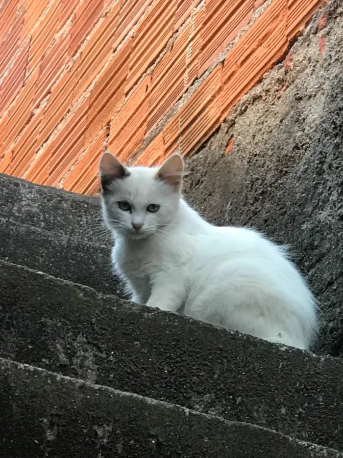 Gato ra a SRD idade 2 a 6 meses nome Sem nome 