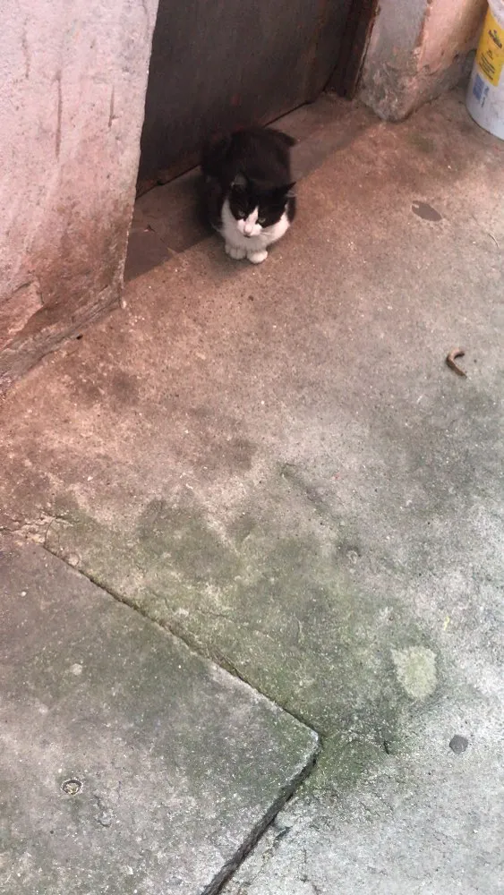 Gato ra a SRD idade 2 a 6 meses nome Sem nome 