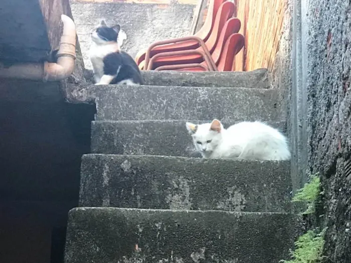Gato ra a SRD idade 2 a 6 meses nome Sem nome 