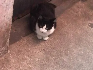 Gato ra a SRD idade 2 a 6 meses nome Sem nome 