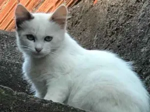 Gato raça SRD idade 2 a 6 meses nome Sem nome 