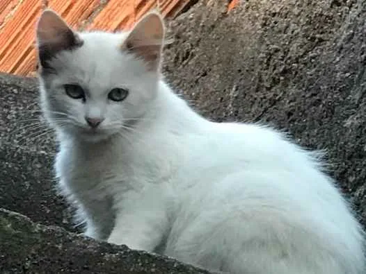 Gato ra a SRD idade 2 a 6 meses nome Sem nome 