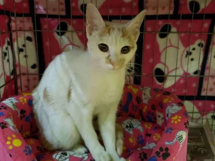 Gato ra a Srd idade 7 a 11 meses nome Greta